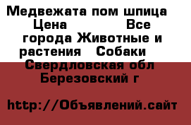 Медвежата пом шпица › Цена ­ 40 000 - Все города Животные и растения » Собаки   . Свердловская обл.,Березовский г.